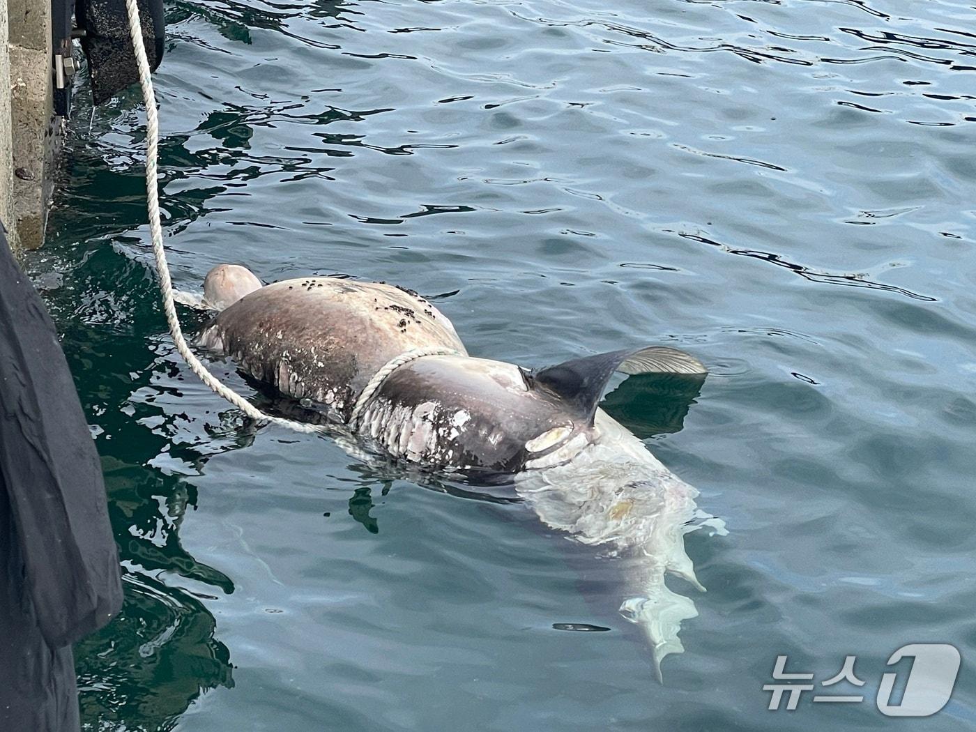 본문 이미지 - 상어 사체.&#40;부산해경 제공. 재판매 및 DB 금지&#41;