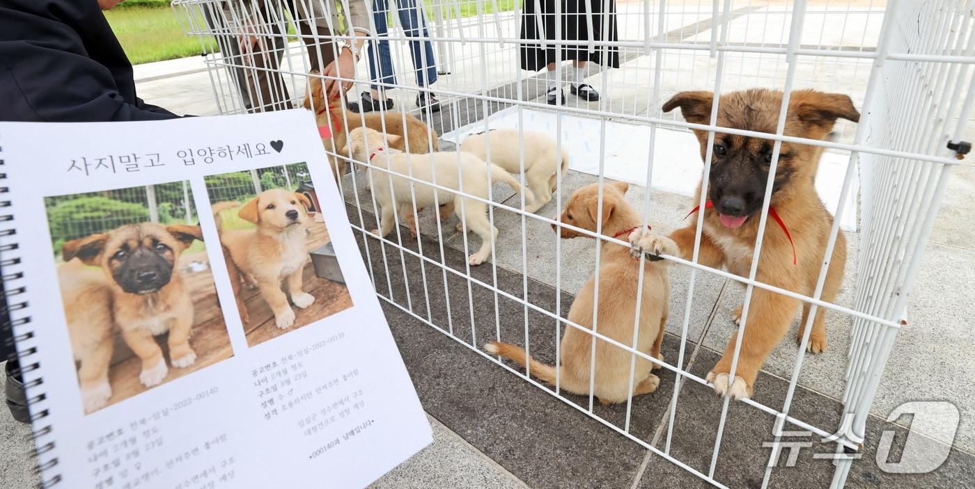 전북 임실군은 10월 8~12일 열리는 치즈축제에서 유기 동물 입양을 위한 홍보관을 운영한다.&#40;임실군제공. 재판매 및 DB금지&#41;2025.9.30/뉴스1