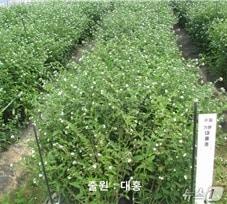 본문 이미지 - 식재된 '대홍' 종자. (농업기술진흥원 제공)