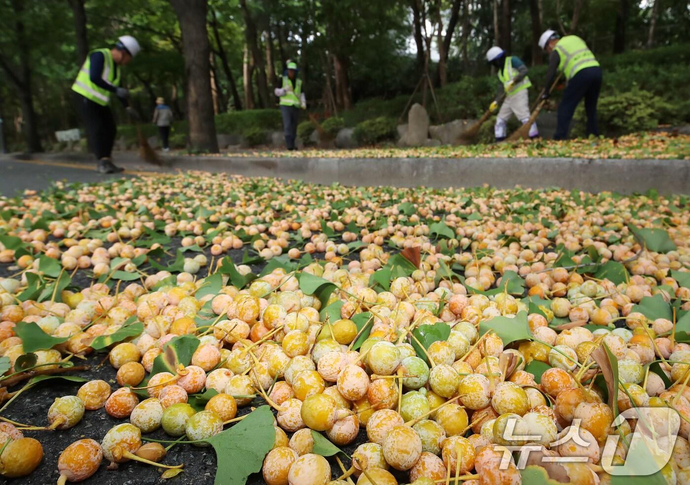 30일 부산 부산진구 한 도로변에서 구청 관계자들이 은행나무 열매를 수거하고 있다. 2025.9.30/뉴스1 ⓒ News1 윤일지 기자