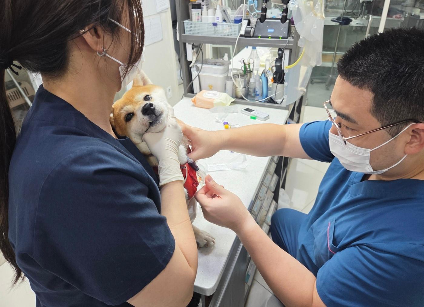 본문 이미지 - 시바견 건강검진을 위해 혈액을 체취하는 국우경 더케이동물병원 원장&#40;오른쪽&#41; ⓒ 뉴스1 한송아 기자