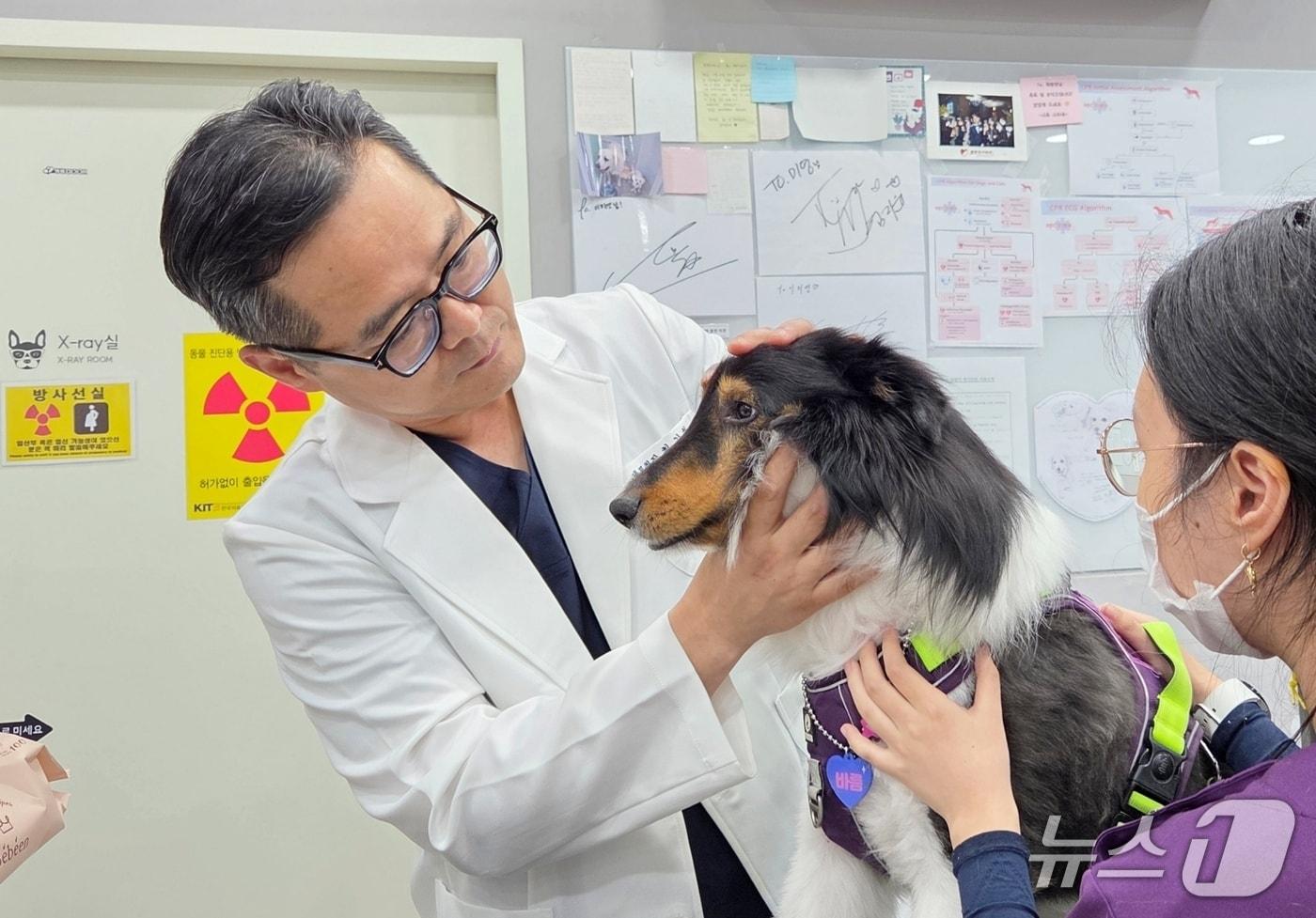 최갑철 로얄동물메디컬센터W 대표원장이 반려동물 진료를 하고 있다. ⓒ 뉴스1