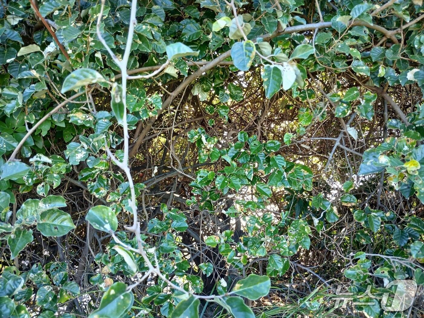 본문 이미지 - 보리밥나무 (산림청 국립산림과학원 제공.재판매 및 DB금지)/뉴스1