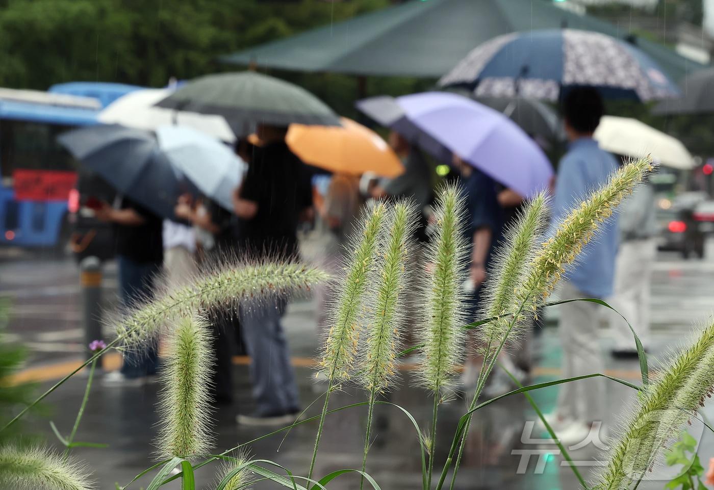 비가 내리고 있는 4일 오전 서울 광화문네거리에 피어난 수크령 뒤로 우산을 쓴 시민들이 지나고 있다. 2025.9.4/뉴스1 ⓒ News1 김진환 기자