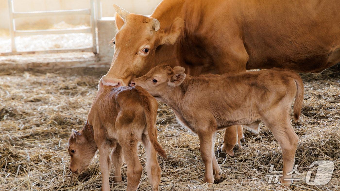 합천군 쌍백면의 이순호씨 한우농가 지난달 24일 태어난  쌍둥이 송아지와 어미소(합천군 제공. 재판매 및 DB금지). 2025.8.24