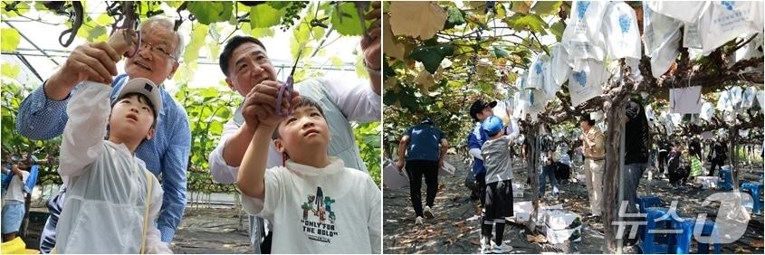 본문 이미지 - 크라운해태제과 임직원들의 지난 6월 포도알 쏙기 체험행사&#40;왼쪽&#41;와 9월 포도따기 체험행사 장면. &#40;영동군 제공, 재판매 및 DB금지&#41; /뉴스1