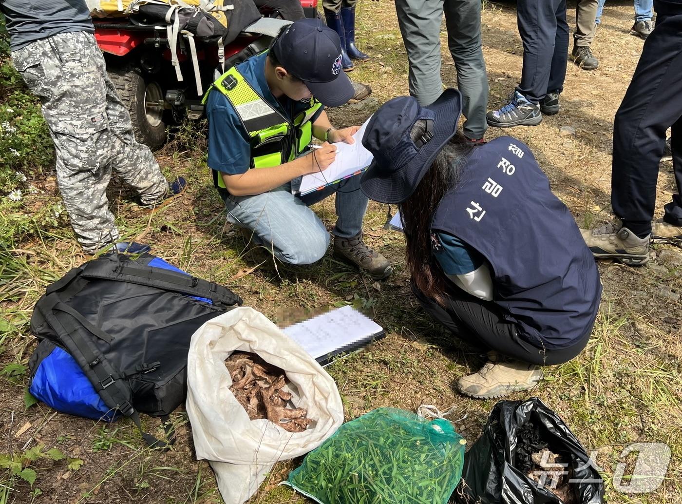 본문 이미지 - 산림특별사법경찰관이 임산물 불법채취 행위를 단속을 하고 있다. (산림청 제공.재판매 및 DB금지)/뉴스1