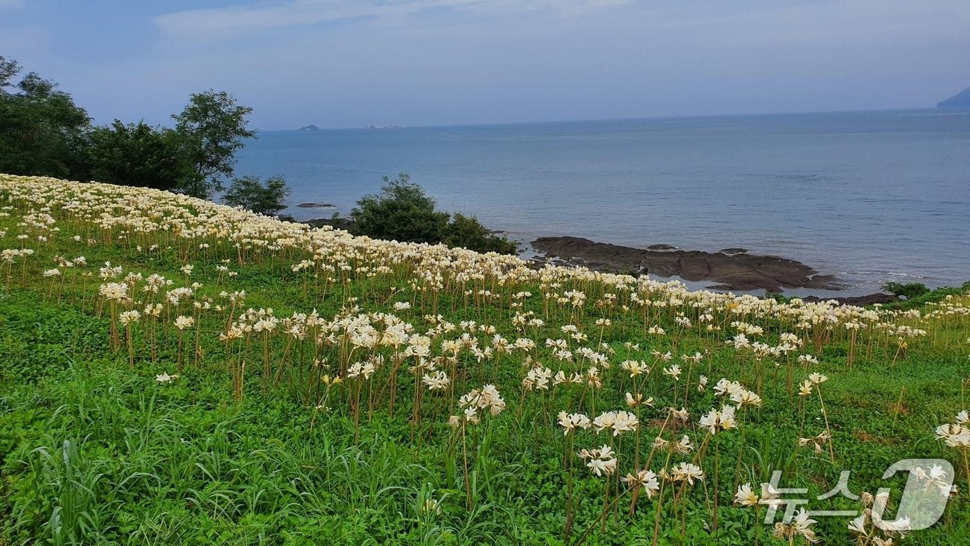 전북 부안 변산마실길 2코스에 붉노랑상사화가 만개해 장관을 연출하고 있다.&#40;부안군 제공. 재판매 및 DB금지&#41;