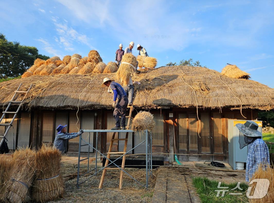본문 이미지 - 매년 9월 초부터 시작해 12월까지 전남 순천시 낙안읍성의 초가이엉이기 작업을 진행한다( 순천시 제공) 