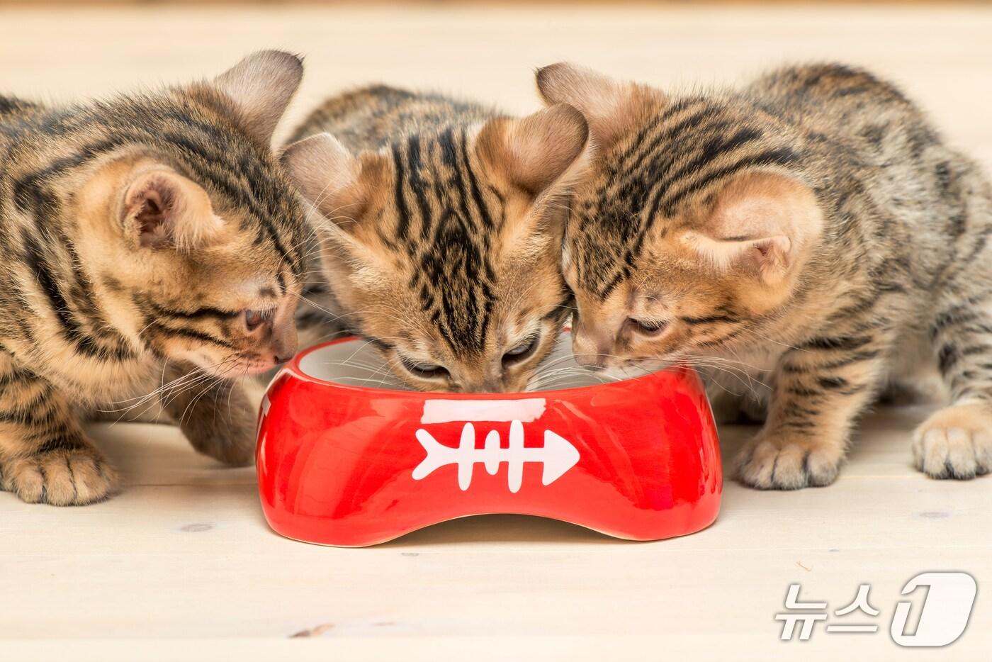 사료 먹는 고양이들(사진 이미지투데이) ⓒ 뉴스1