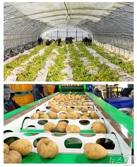 본문 이미지 - 부안군의 대표 농산물인 동진감자./뉴스1