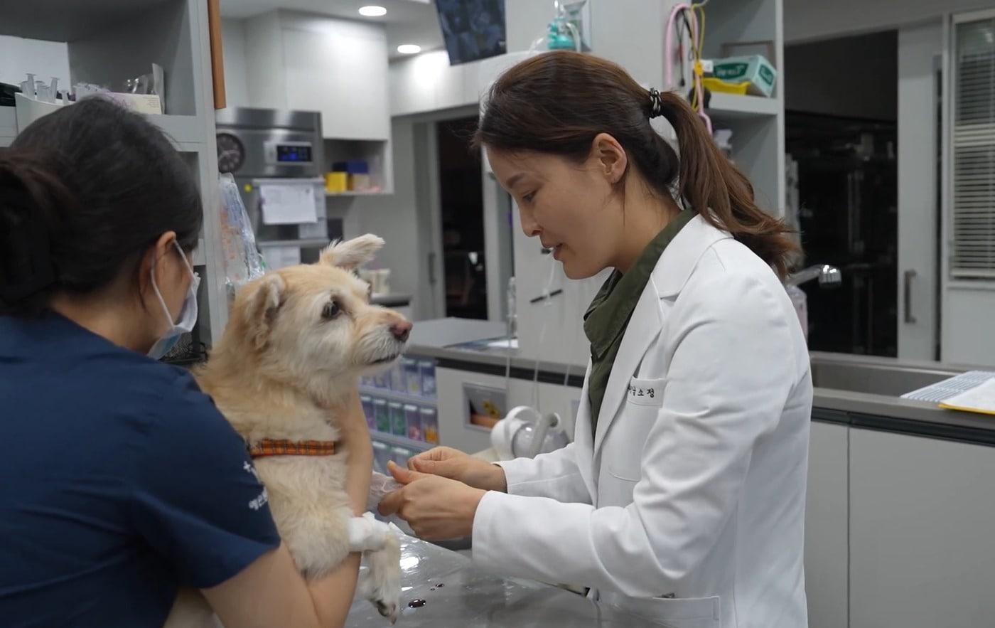 남소정 예은동물의료센터  내과원장·심장내과센터장이 반려견의 건강검진을 위해 채혈을 하고 있다&#40;동물병원 제공&#41;. ⓒ 뉴스1