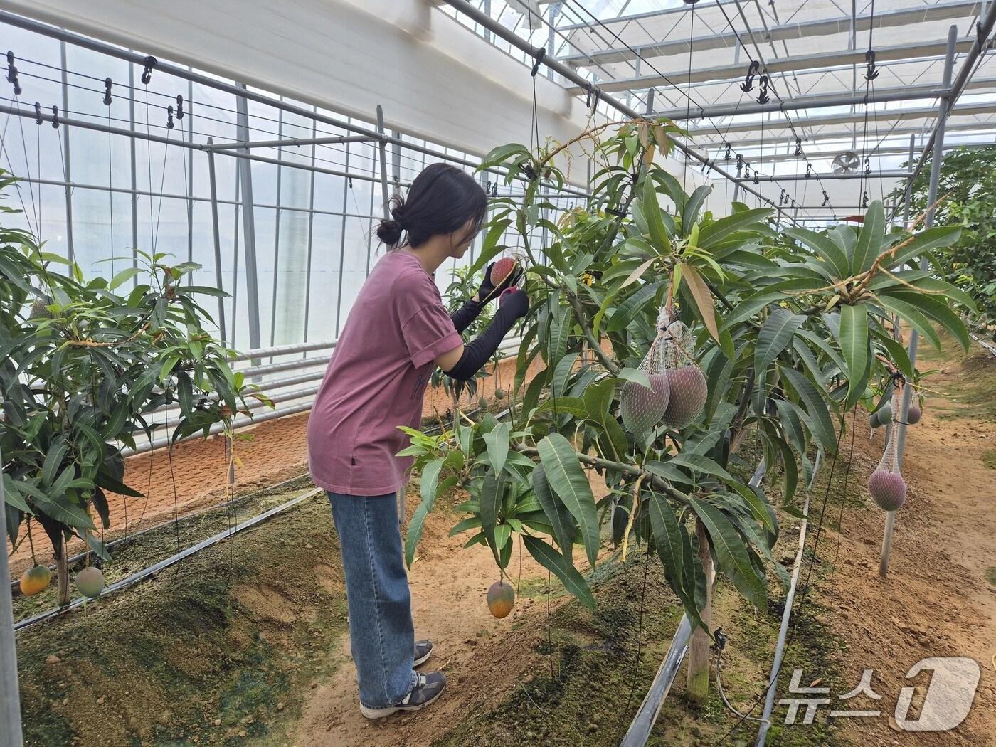 본문 이미지 - 전북 진안군이 당도  15브릭스(Brix) 이상 고품질 애플망고를 수확하는 데 성공했다.(진안군 제공. 재판매 및 DB금지)/뉴스1