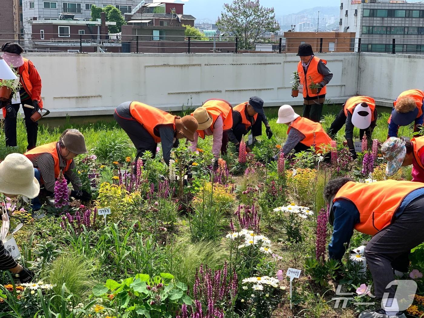 본문 이미지 - 관악 노인종합복지관 옥상에서 진행된 슬로우 가드닝 클럽 활동 모습.(서울시 제공)