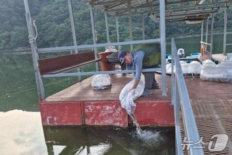 본문 이미지 -  백야저수지 붕어 치어 방류 모습.(음성군 제공. 재판매 및 DB금지)/뉴스1
