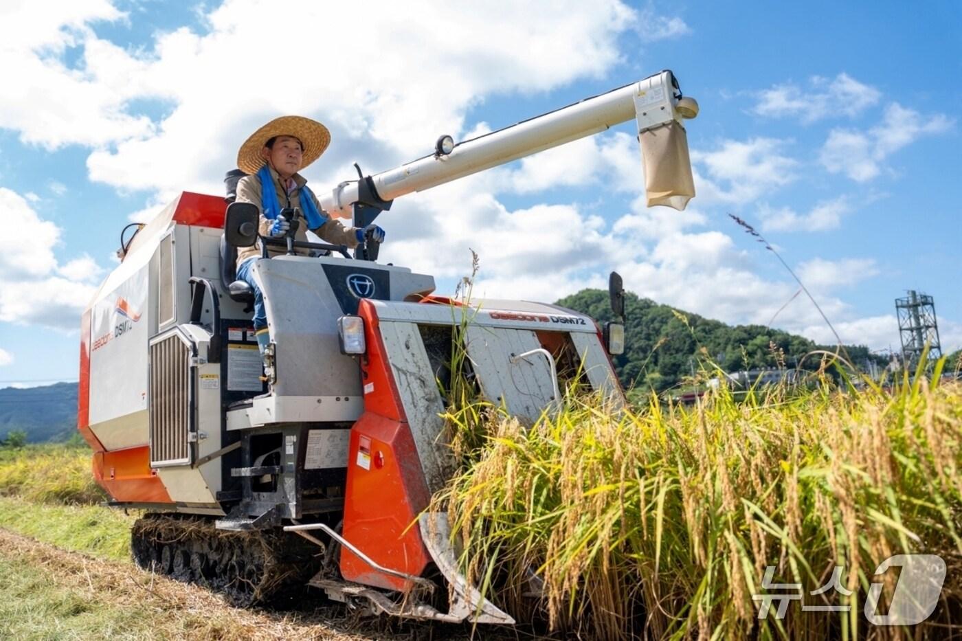 이재영 충북 증평군수가 5일 증평읍 남차리 김태복 씨 논에서 올해 첫 벼 베기를 체험하고 있다.&#40;증평군 제공, 재판매 및 DB금지&#41;/뉴스1