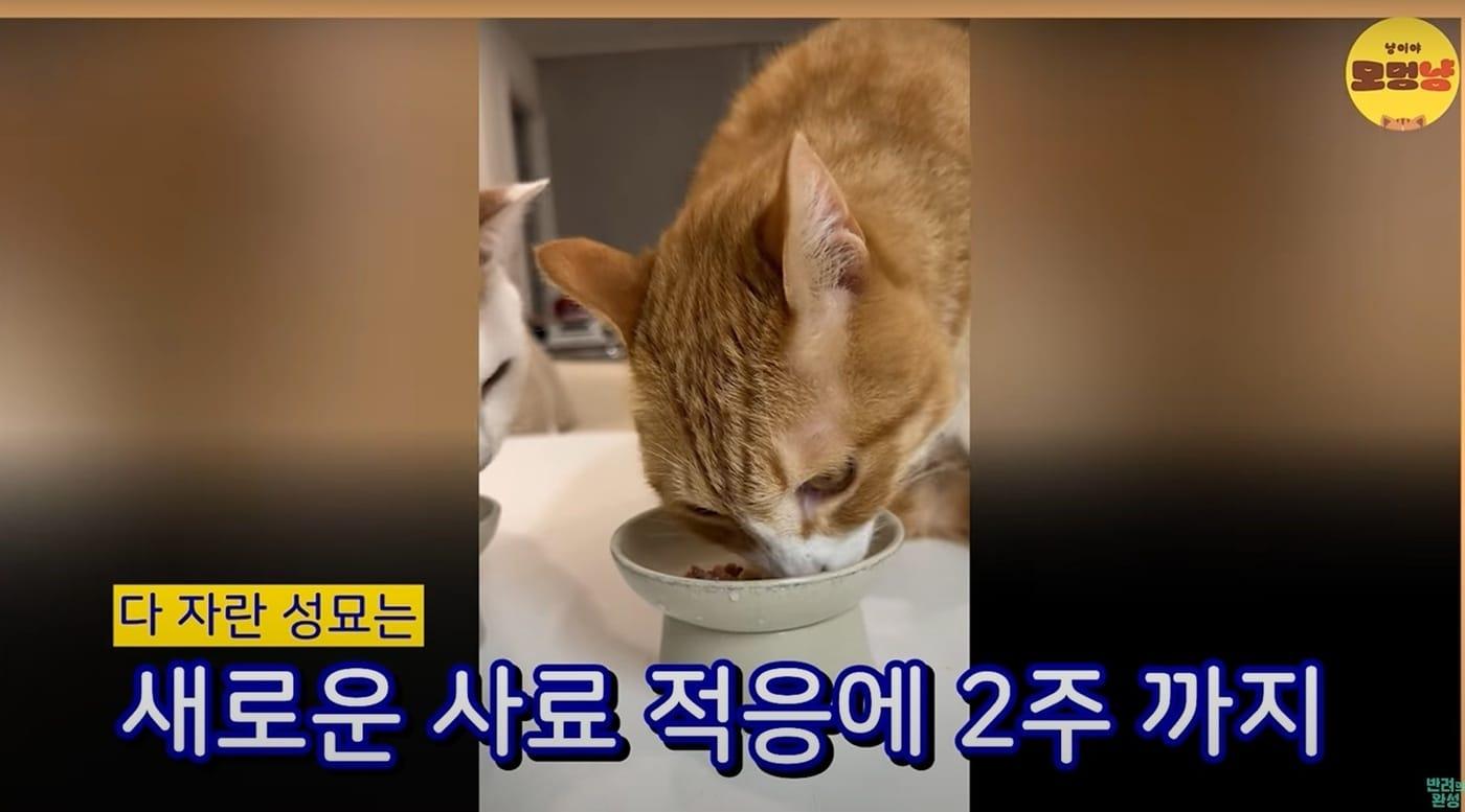 고양이가 특정 음식만 먹으려는 것은 단순한 입맛 문제가 아니라 본능과 생리적 특성에서 비롯된다(유튜브 반려의 완성 갈무리). ⓒ 뉴스1