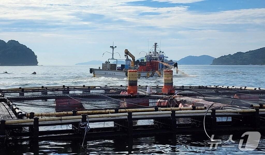 본문 이미지 - 적조 방제를 위한 황토 살포.(통영시 제공. 재판매 및 DB금지)