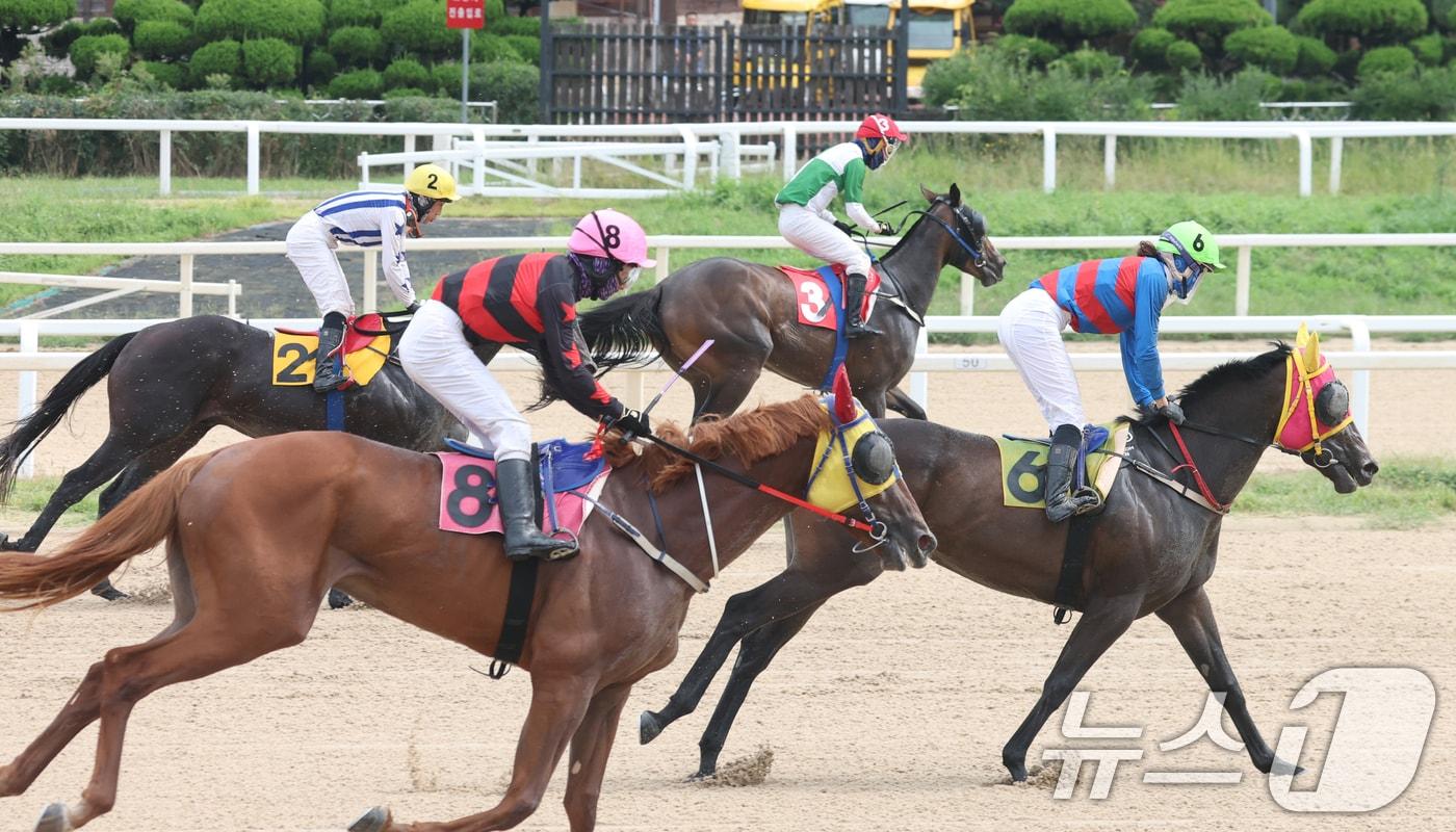 경기 과천시 렛츠런파크 서울에서 경주마가 힘차게 달리고 있다(사진은 기사 내용과 무관함). 2025.9.7/뉴스1 ⓒ News1 김영운 기자