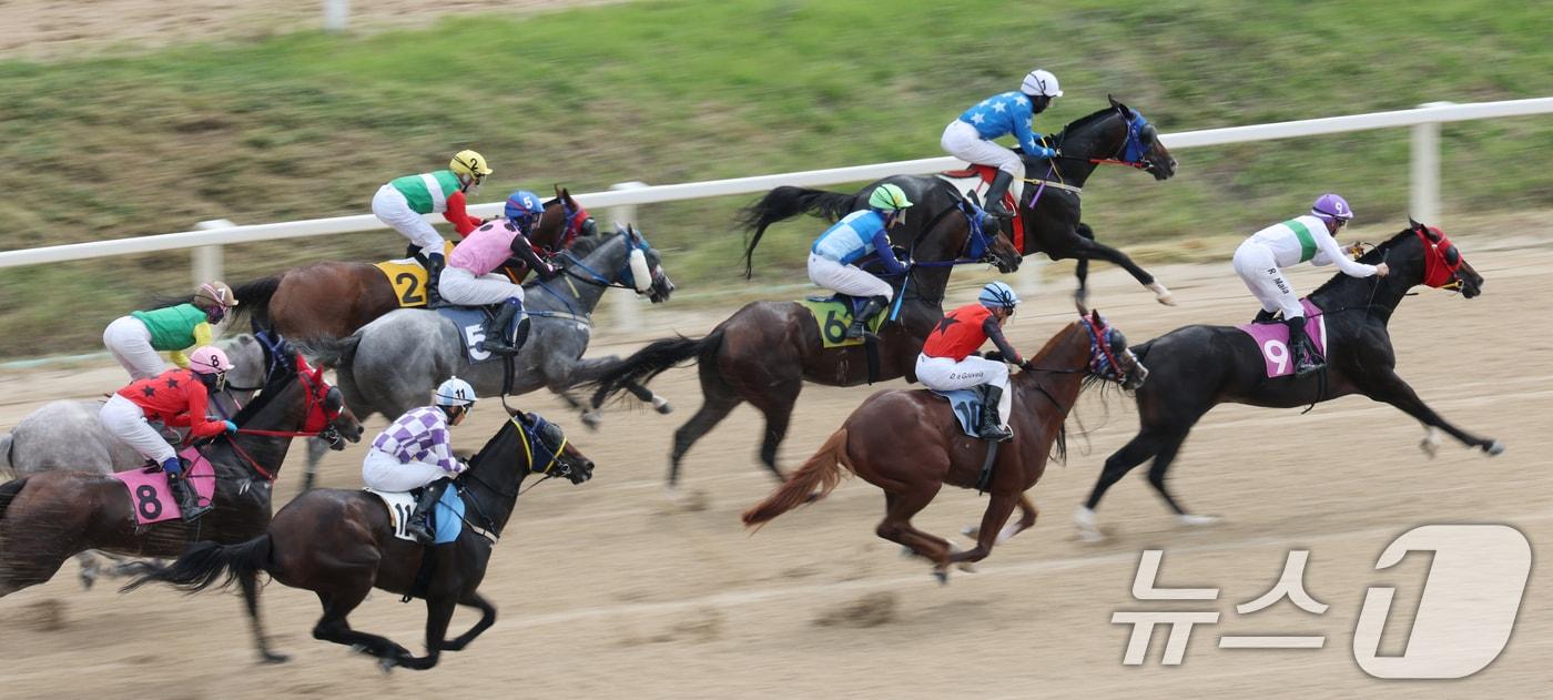 제8회 OBS 코리아컵&코리아스트린트 경주가 열린 7일 경기 과천시 렛츠런파크 서울에서 경주마가 힘차게 달리고 있다.  2025.9.7/뉴스1 ⓒ News1 김영운 기자