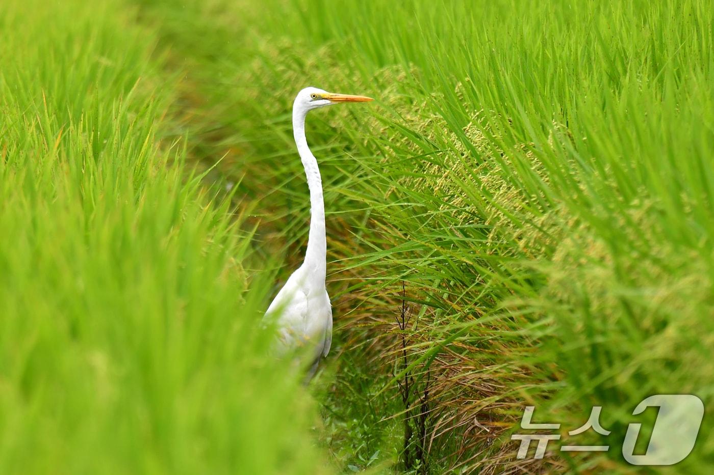 절기상 백로인 7일 경북 포항시 북구 흥해읍 들녘에서 대백로 한마리가 먹잇감을 찾아 다니고 있다. 2025.9.7/뉴스1 ⓒ News1 최창호 기자