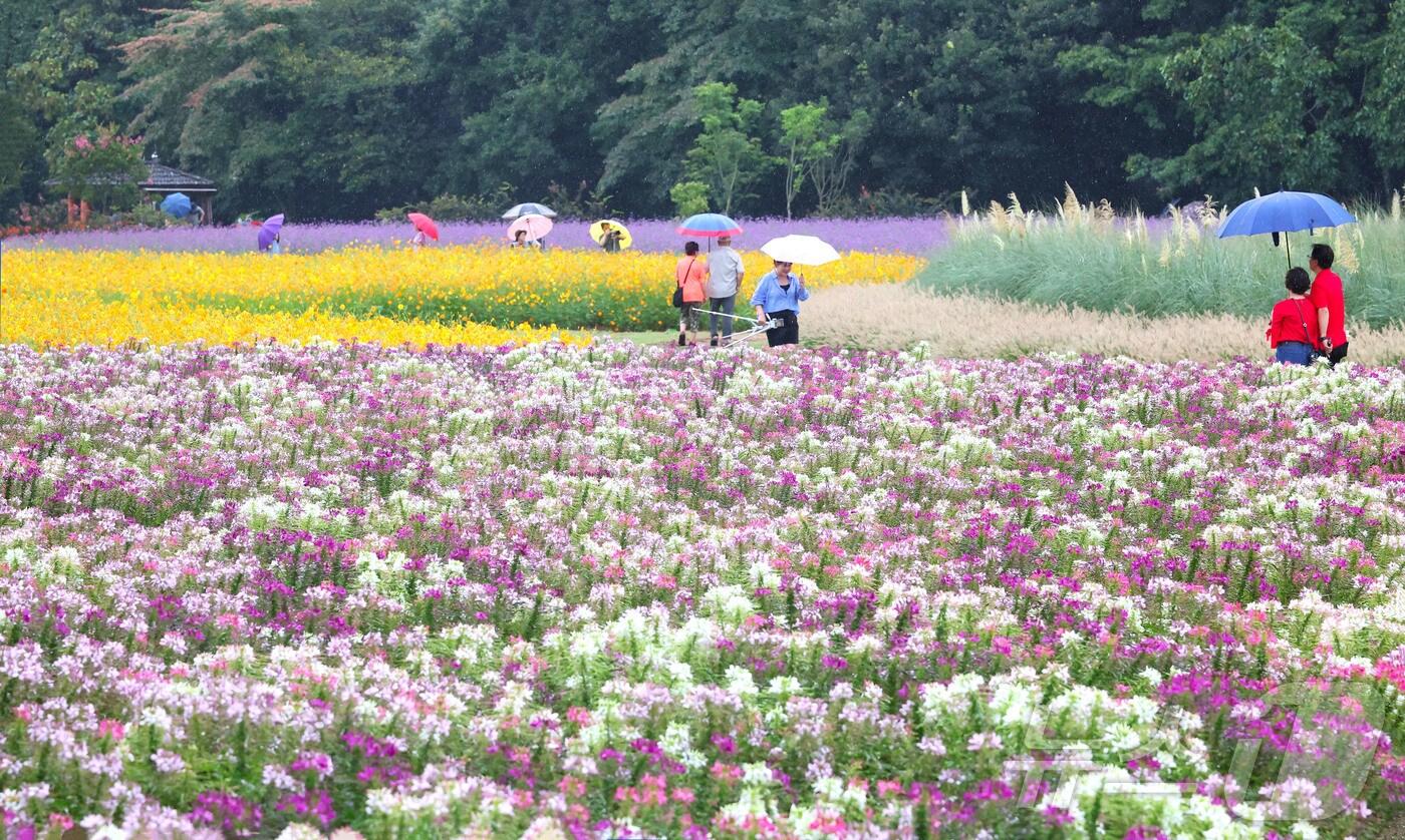 가을비가 내린 7일 경남 함양군 상림경관단지에서 꽃구경을 나온 관광객이 우산을 받쳐 들고 만개한 가을꽃을 구경하며 즐거운 시간을 보내고 있다. &#40;함양군 제공. 재판매 및 DB 금지&#41; 2025.9.7/뉴스1