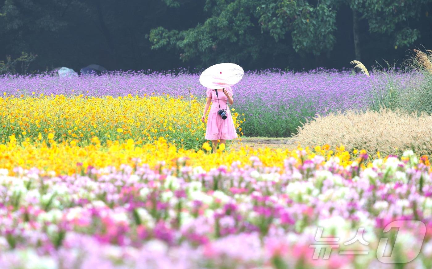 가을비가 내린 7일 경남 함양군 상림경관단지에서 꽃구경을 나온 관광객이 우산을 받쳐 들고 만개한 가을꽃을 구경하며 즐거운 시간을 보내고 있다. (함양군 제공. 재판매 및 DB 금지) 2025.9.7/뉴스1