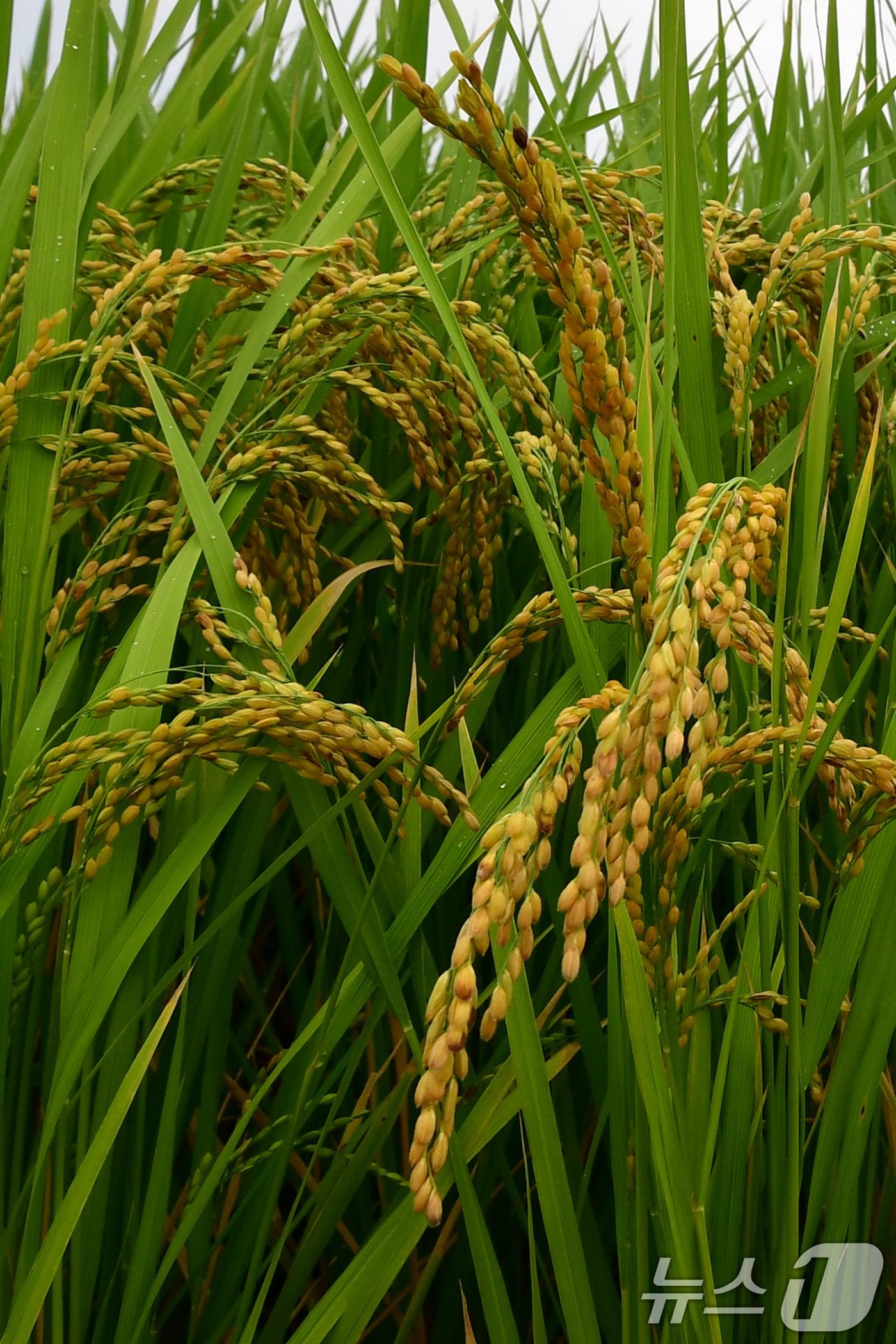 본문 이미지 - 절기상 백로인 지난 7일 경북 포항시 북구 흥해읍의 들녘에서 벼가 누렇게 익어가고 있다. 2025.9.7/뉴스1 ⓒ News1 최창호 기자