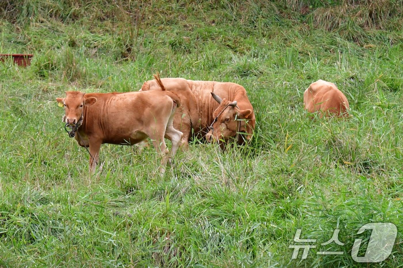 절기상 백로인 7일 경북 포항시 북구 흥해읍 샛강에서 한우들이 풀을 뜯고 있다. 2025.9.7/뉴스1 ⓒ News1 최창호 기자