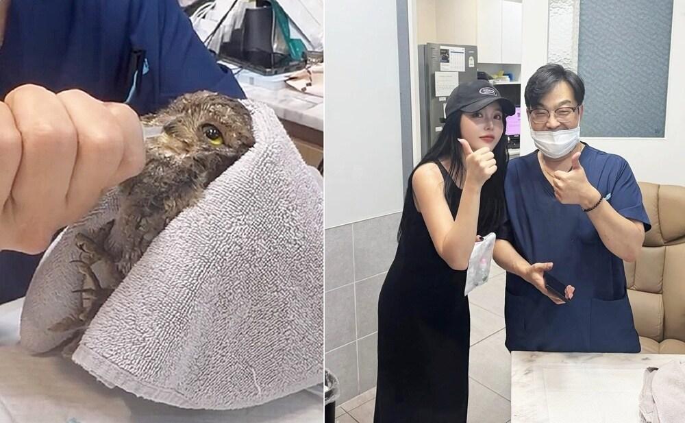 본문 이미지 - 가수 홍진영이 구조한 부엉이가 서울 송파구 리베동물메디컬센터에서 긴급 치료를 받고 목숨을 건졌다(홍진영 인스타그램 갈무리). ⓒ 뉴스1