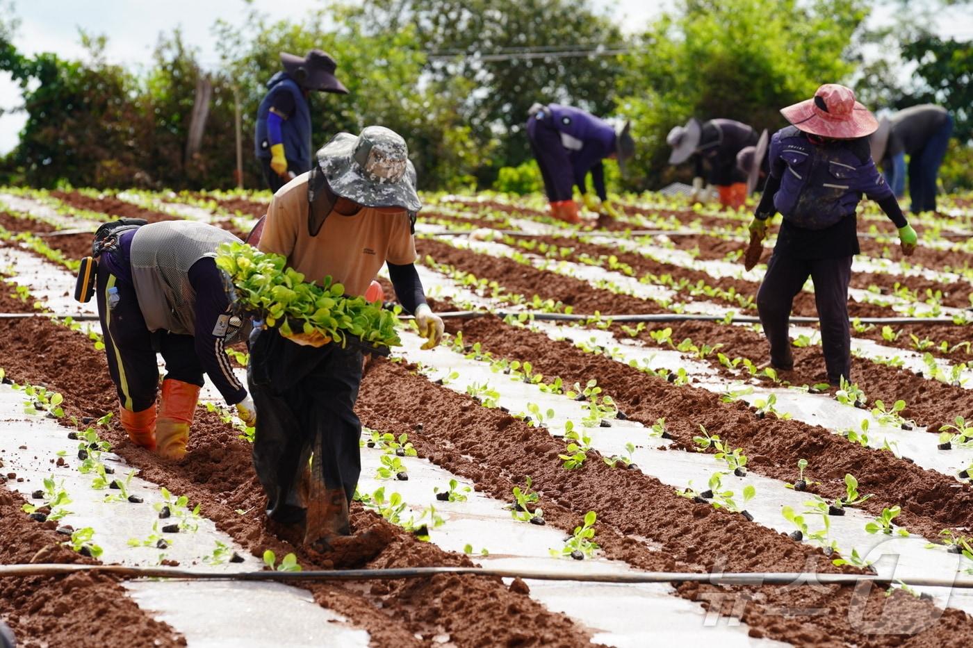해남군 산이면 배추정식(해남군 제공. 재판매 및 DB금지) /뉴스1 