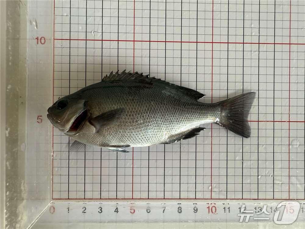 본문 이미지 -  긴꼬리벵에돔(제주해양수산연구원 제공. 재판매 및 DB금지)/뉴스1