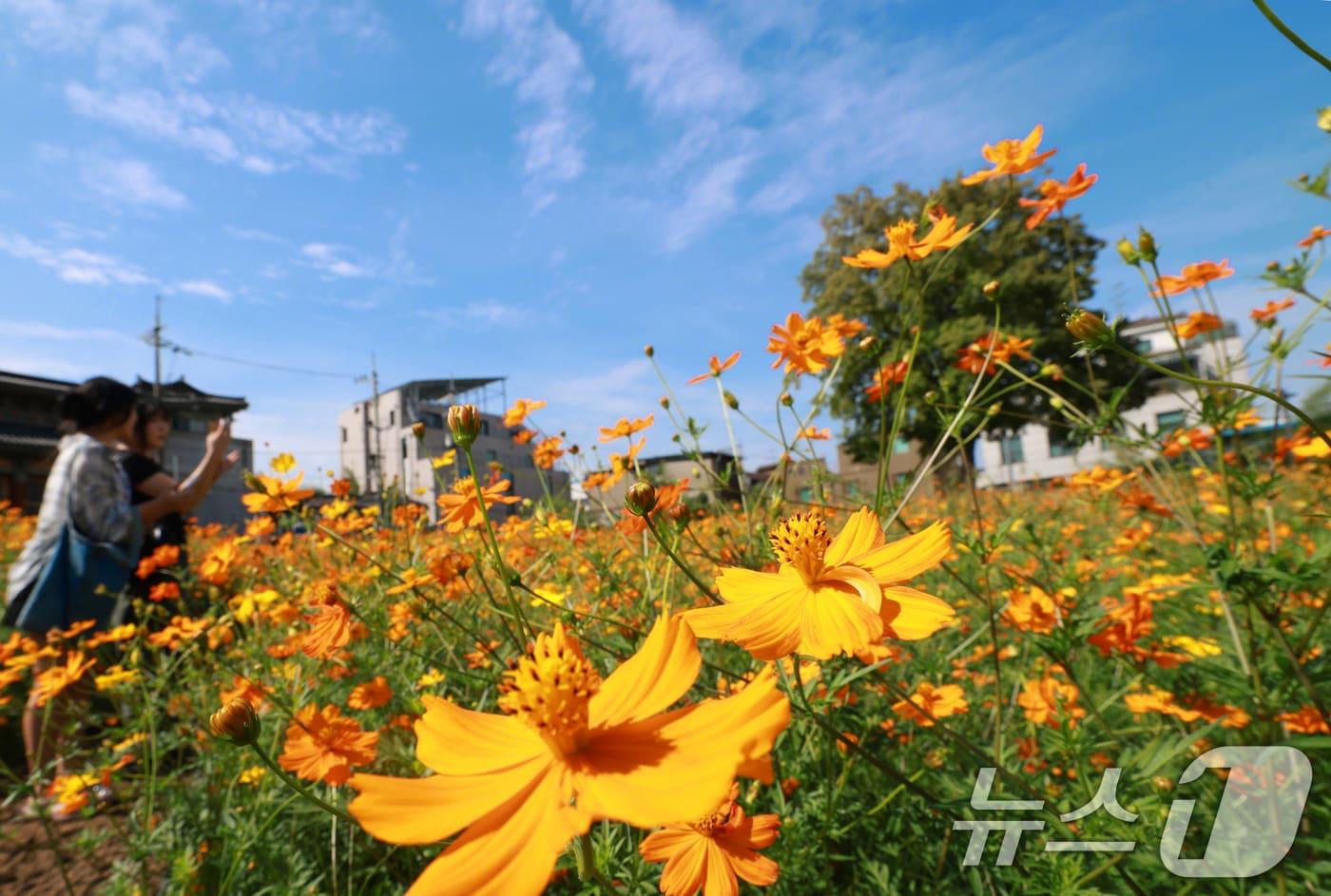  서울 종로구 열린송현 녹지광장에서 시민들이 활짝 핀 황화코스모스를 보며 즐거운 시간을 보내고 있다. 2025.9.8/뉴스1 ⓒ News1 권현진 기자