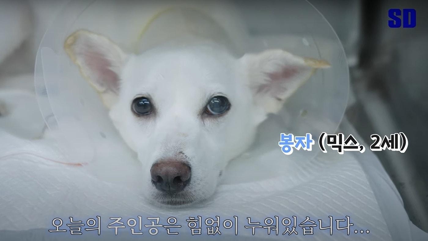 폐동맥 협착증을 앓던 2세 믹스견 '봉자'가 SD동물의료센터에서 진행한 풍선판막성형술을 통해 건강을 되찾았다(SD동물의료센터 유튜브 갈무리). ⓒ 뉴스1