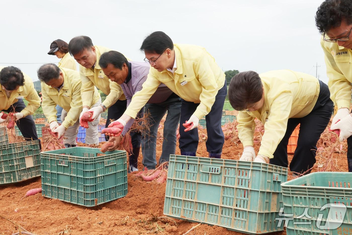고구마 수확 현장 방문한 심덕섭 고창군수.&#40;고창군 제공. 재판매 및 DB금지&#41;