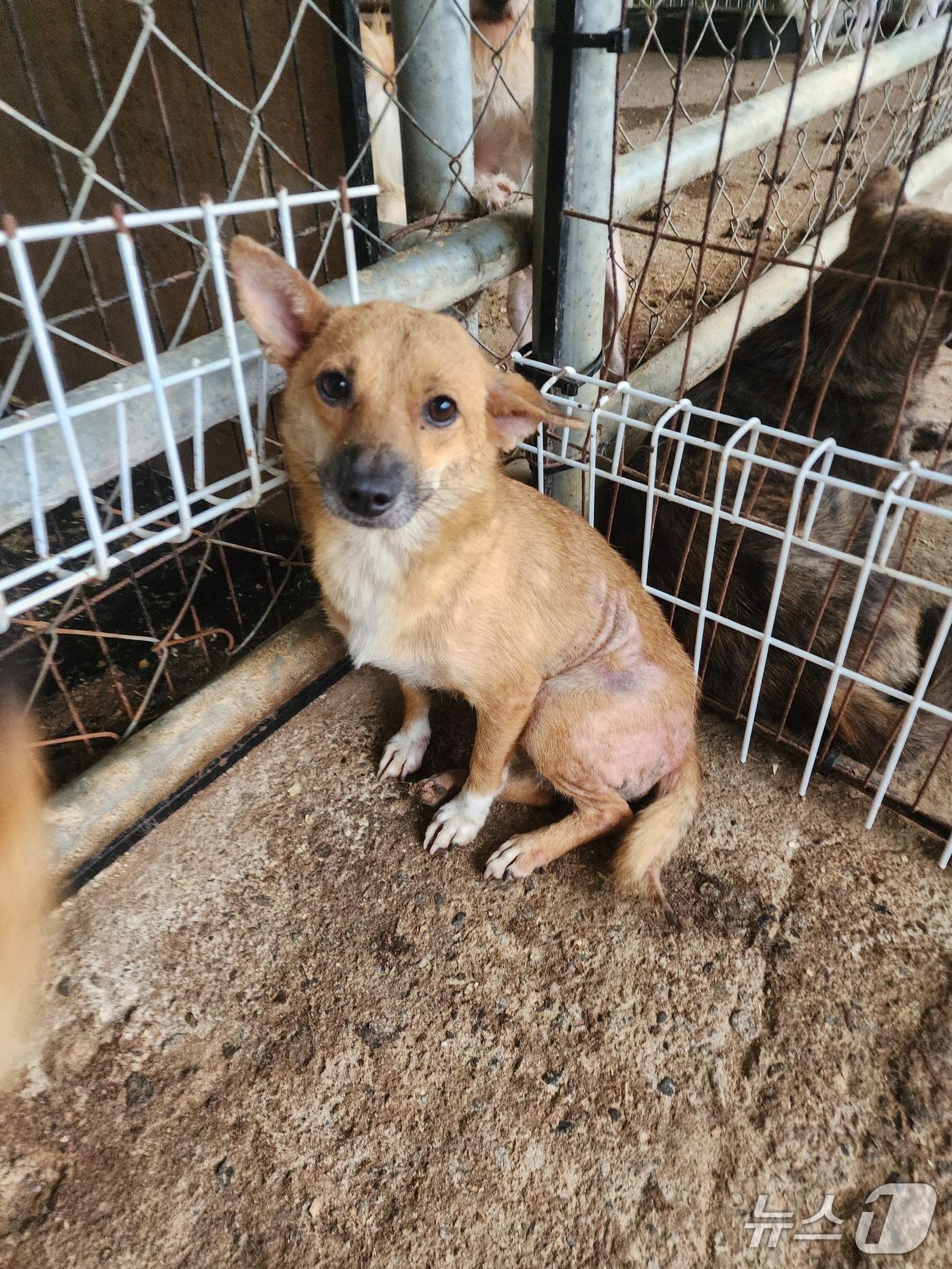 본문 이미지 - 익산의 동물용 의약품 개발사가 입양한 개.&#40;비글구조네트워크 제공. 재판매 및 DB금지&#41;