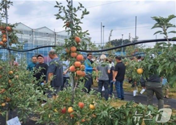 본문 이미지 -  충주 이지플 사과 현장평가회.(자료사진)/뉴스1