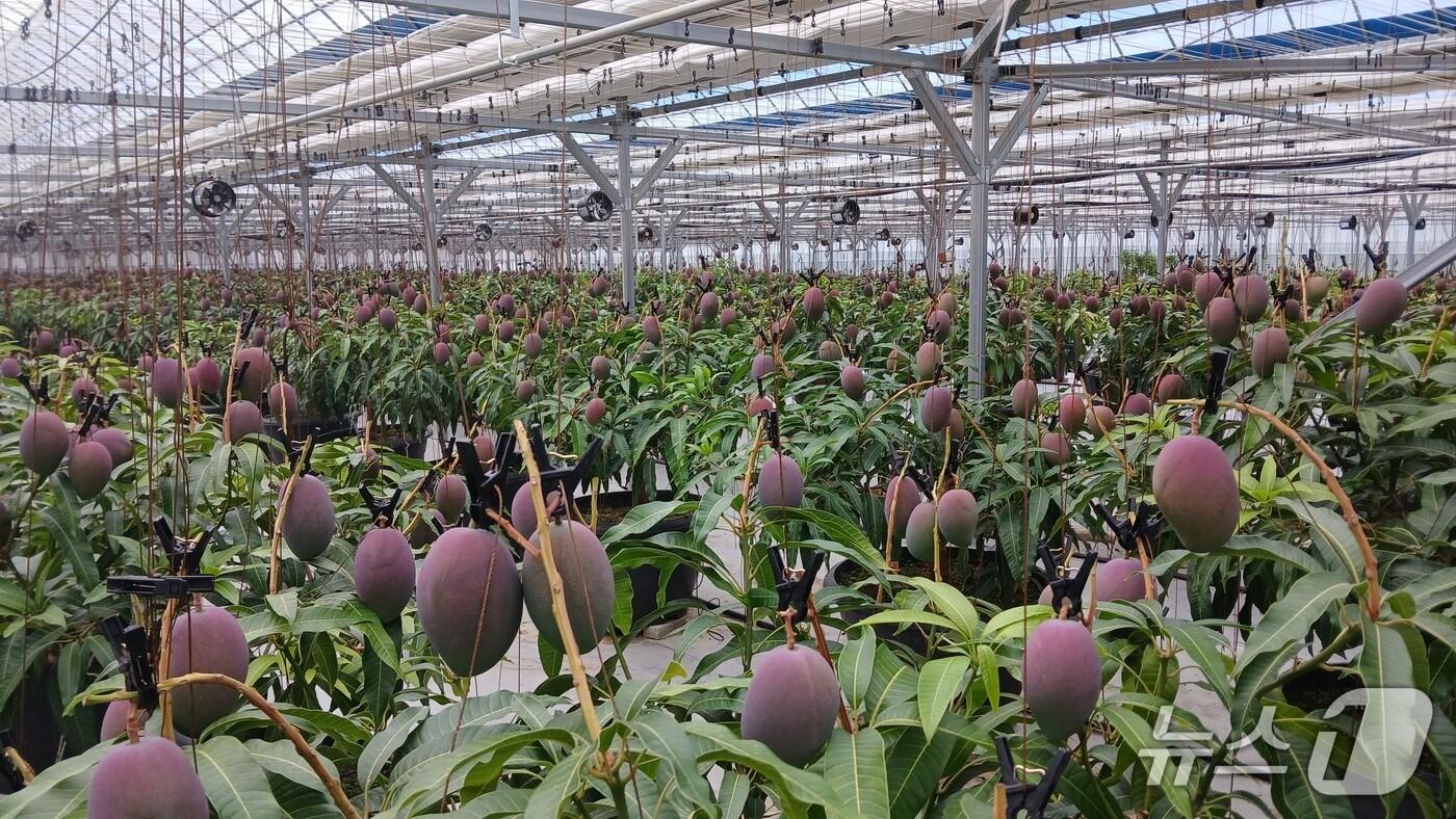 산청군의 애플망고 재배 단지(산청군 제공. 재판매 및 DB금지).