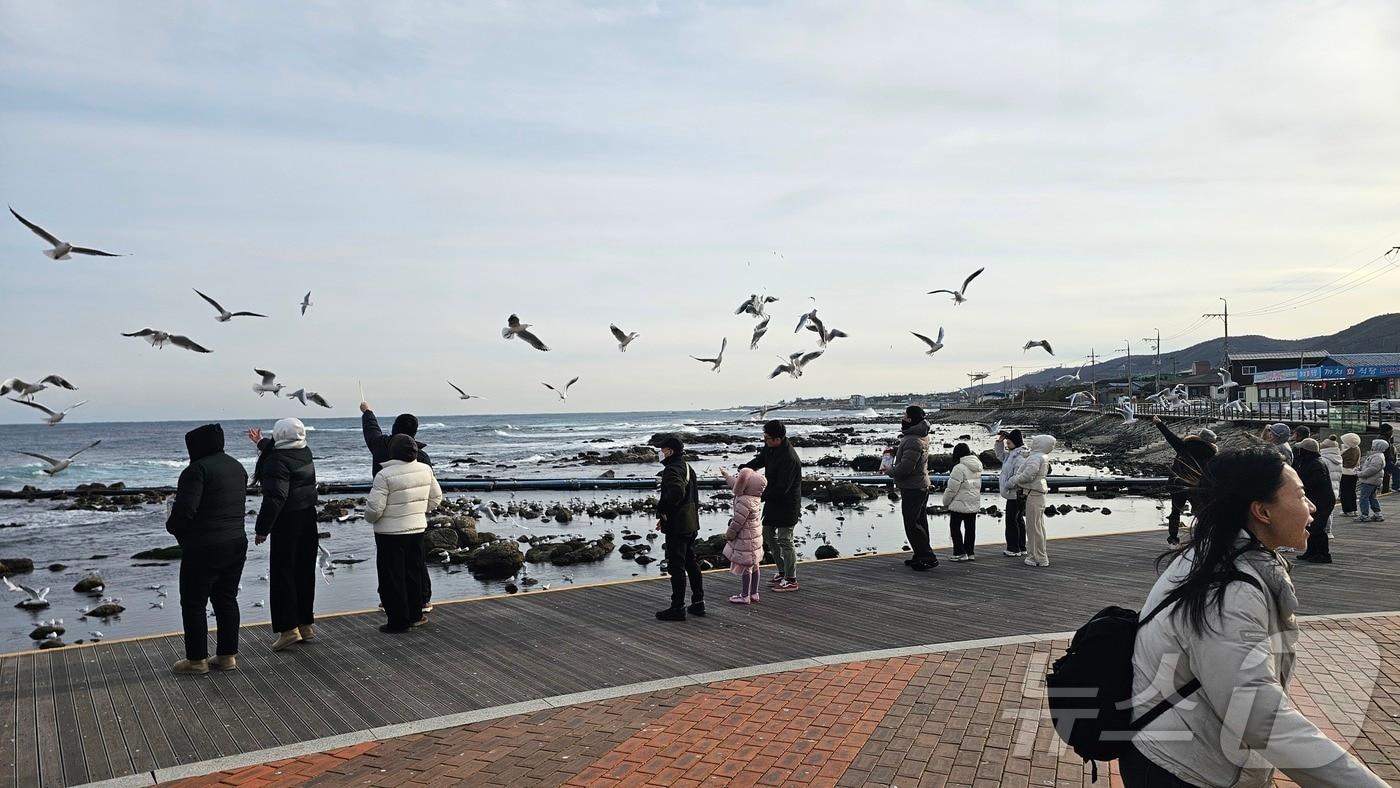 병오년 새해 첫 날인 1일 오후 경북 포항시 남구 호미곶 해맞이 광장에서 관광객들이 갈매기들에게 새우맛 과자를 던져주고 있다 2026.1.1/뉴스1 ⓒ News1 최창호 기자