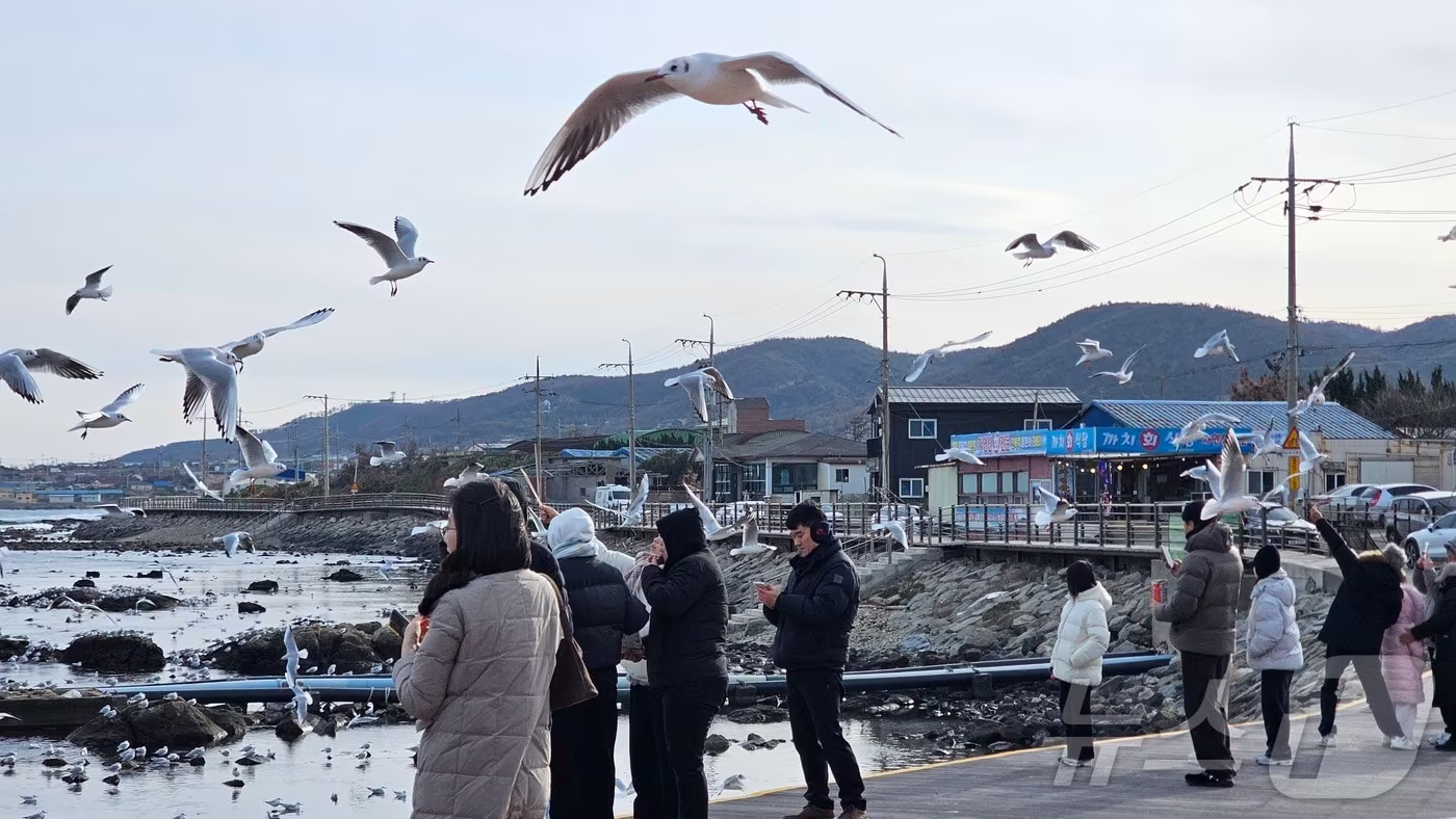 병오년 새해 첫 날인 지난 1일 오후 경북 포항시 남구 호미곶 해맞이 광장에서 관광객들이 갈매기들에게 새우맛 과자를 던져주고 있다 2026.1.1/뉴스1 ⓒ News1 최창호 기자