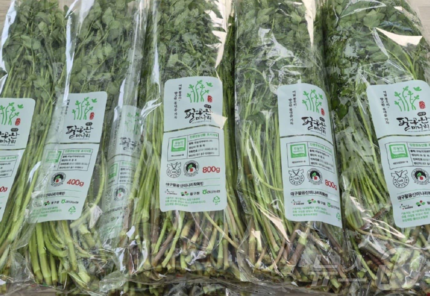 대구시 동구청은 11일 암반 지하수를 이용하고 무농약 친환경 공법으로 재배한 팔공산 미나리를 본격 출하한다.(동구청 제공. 재판매 및 DB금지) /뉴스1