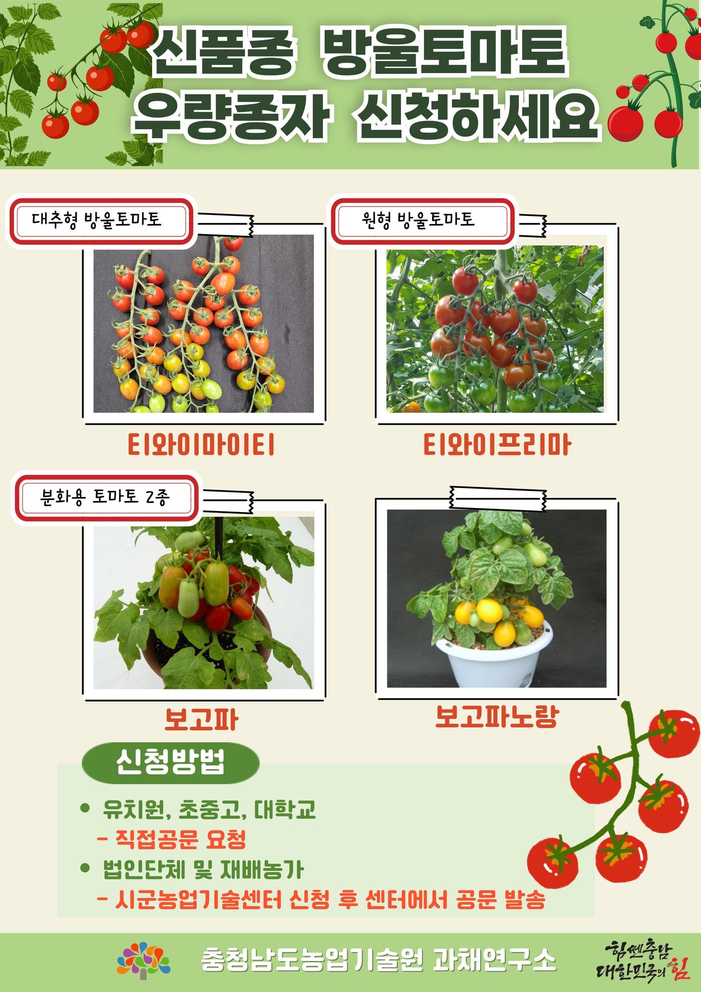 본문 이미지 - 신품종 방울토마토 종자 보급 안내 포스터.(충남도 제공. 재판매 및 DB금지)/뉴스1