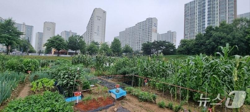 본문 이미지 - 파주시 금촌동 시민주말농장. (파주시 제공, 재판매 및 DB금지)