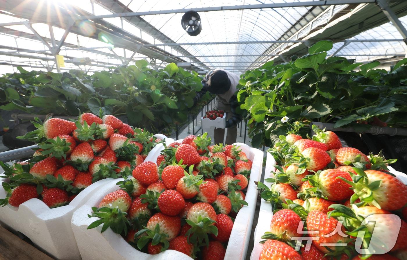 영하권의 날씨가 이어지고 있는 12일 경기 화성시의 한 딸기농장에서 관계자가 딸기를 수확하고 있다. 2026.1.12/뉴스1 ⓒ News1 김영운 기자