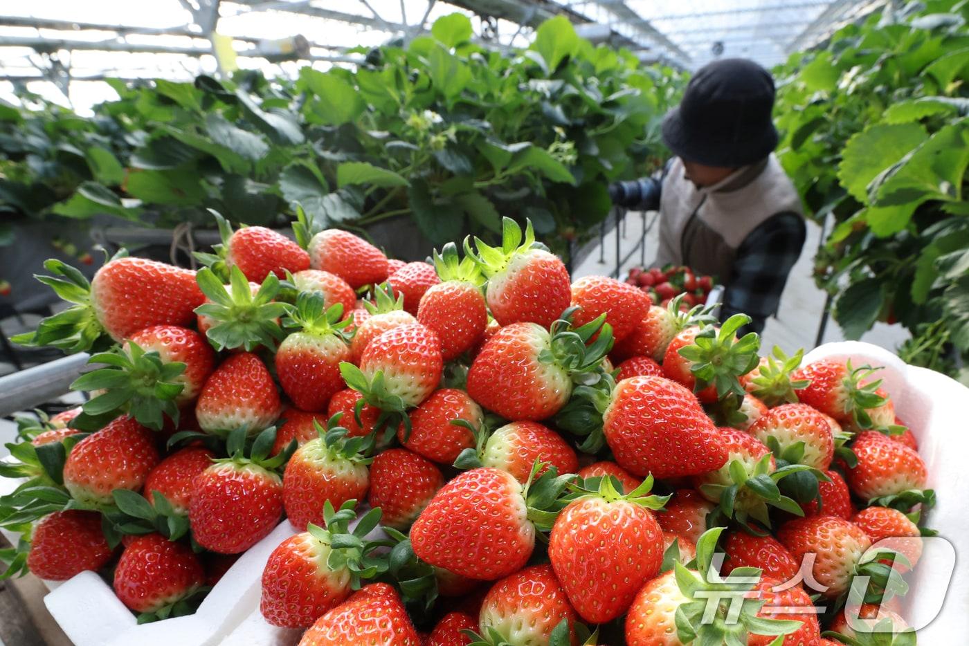 본문 이미지 - 지난 12일 경기 화성시의 한 딸기농장에서 관계자가 딸기를 수확하고 있다. /뉴스1 ⓒ News1 김영운 기자