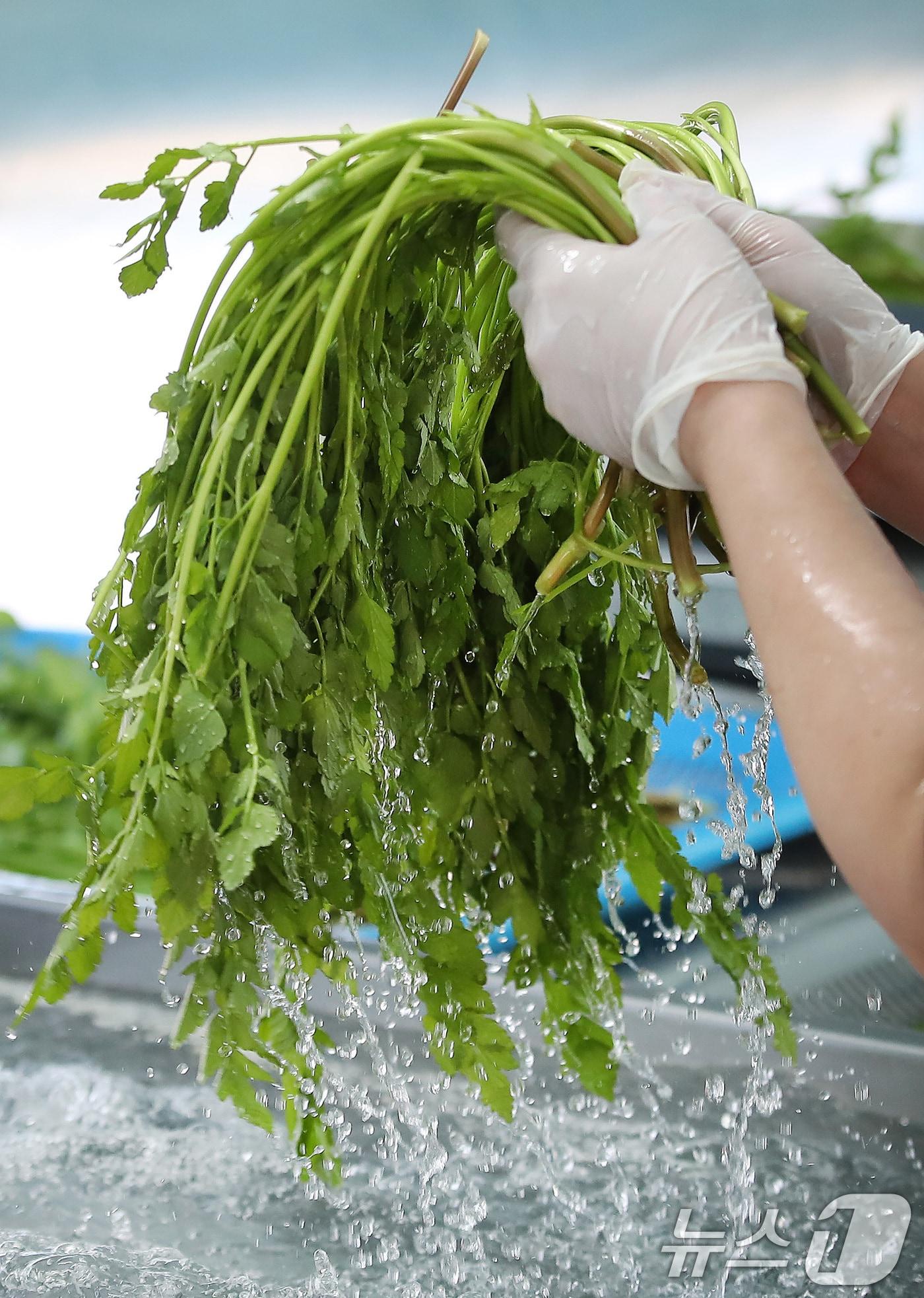 본문 이미지 - 한파가 이어진 12일 대구 동구 미대동 논골농원에서 팔공산 미나리를 세척하고 있다. 2026.1.12/뉴스1 ⓒ News1 공정식 기자
