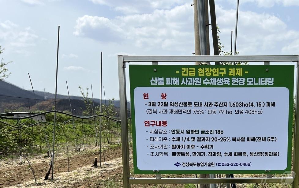 본문 이미지 - 경북농업기술원이 의성, 청송, 안동지역 일부 사과원에서 산불 복사열 피해를 입은 후지 품종과 정상주를 비교 조사한 결과 생산량이 최대 83% 감소한 것으로 나타났다.(경북도 제공. 재판매 및 DB금지) ⓒ News1 김대벽기자