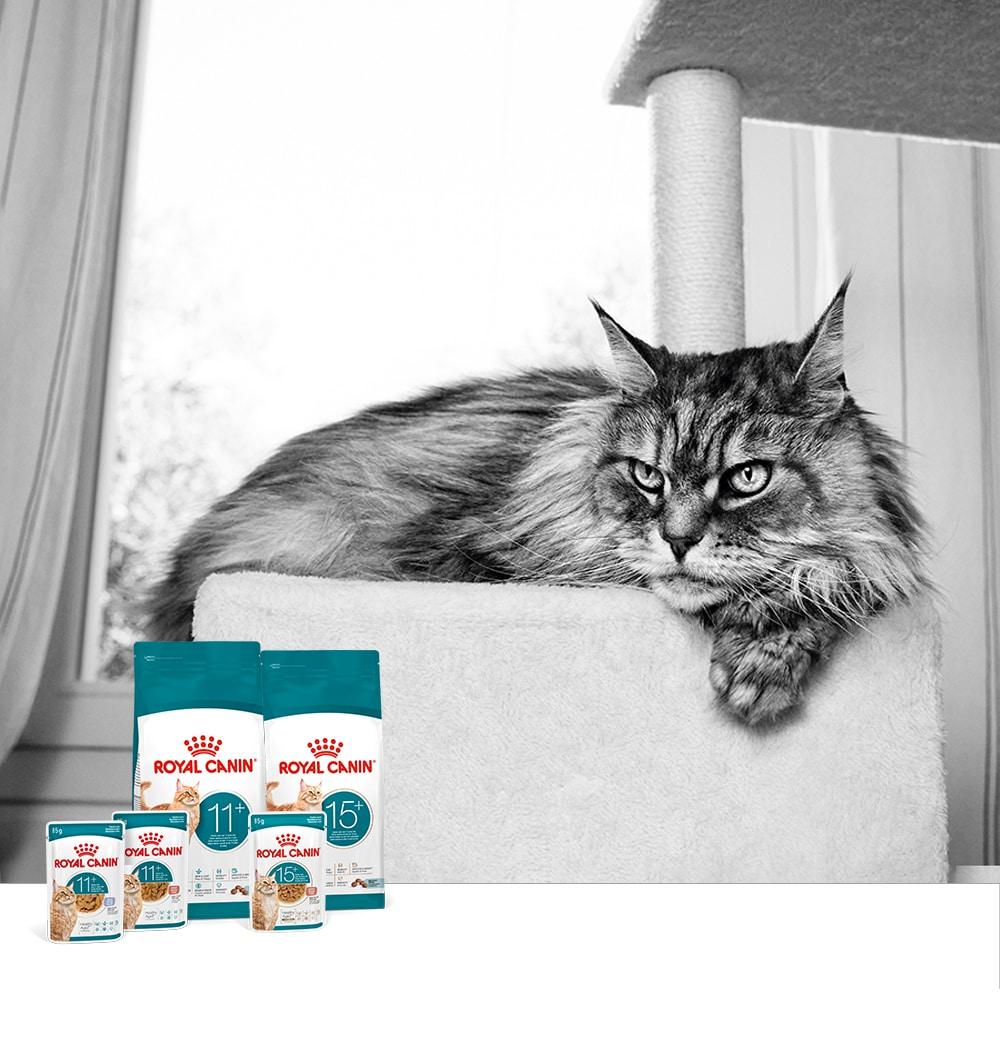 본문 이미지 - 로얄캐닌이 반려묘 영양 과학의 최신 흐름을 반영한 노령 반려묘 맞춤 영양 솔루션 '캣 에이징 11+'와 '캣 에이징 15+'를 새롭게 출시했다(로얄캐닌 제공). ⓒ 뉴스1