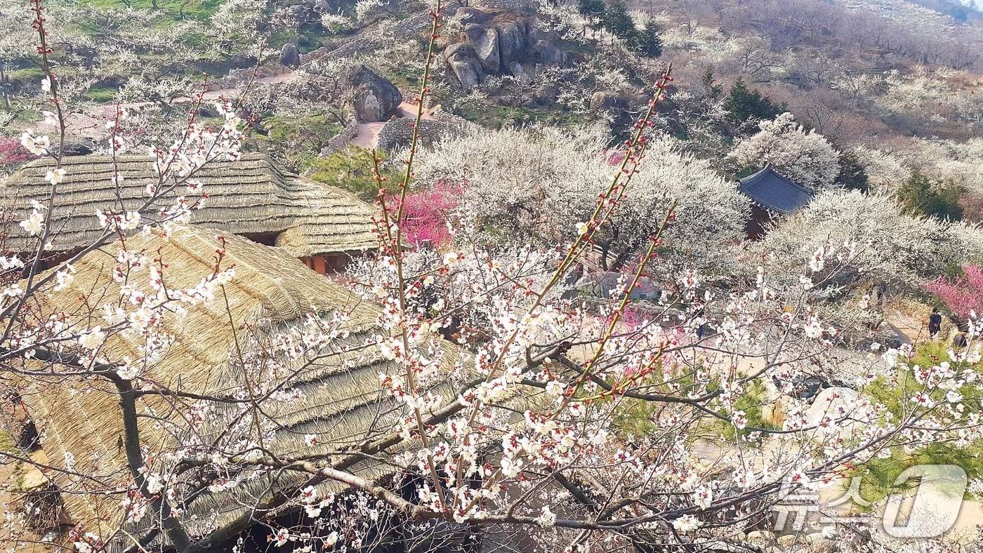 광양매화마을 전경 