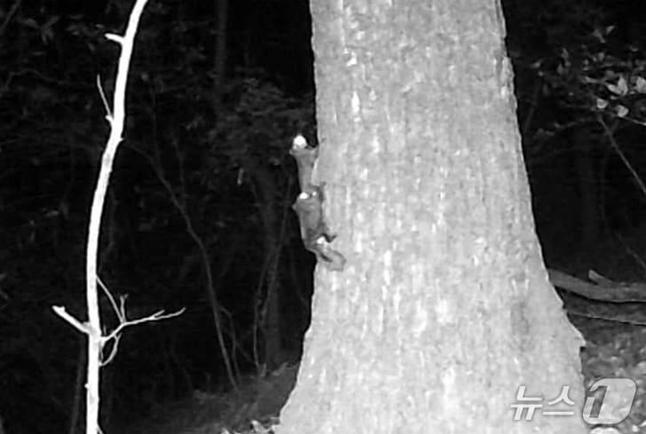 본문 이미지 - 우암산에 서식하는 하늘다람쥐의 모습.(청주시 제공. 재판매 및 DB금지)/뉴스1